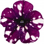 Petunia Surprise "Sparkling Purple" - во саксија Ø18